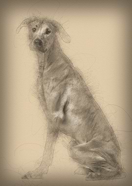 Rhodesian Ridgeback sittin