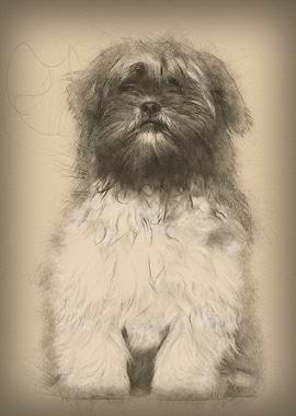 Lhasa apso sitting against
