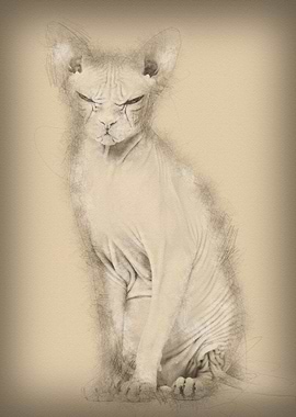 Sphynx Hairless Cat 4 year