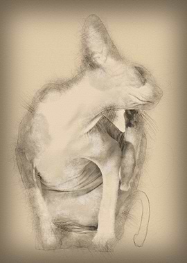 Sphynx cat 1 year old itch