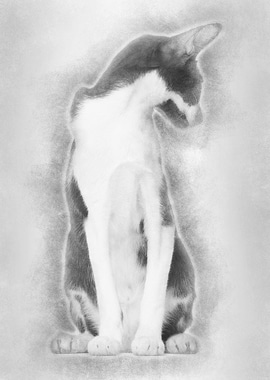 Oriental Shorthair sitting