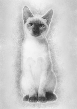 Thai kitten 5 months old s