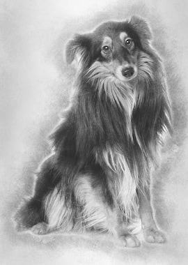 Sheltie dog 18 months old