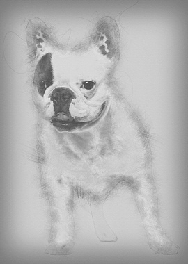 French Bulldog 6 years old
