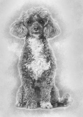 Poodle dog sitting and loo