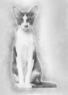 Oriental Shorthair sitting