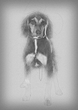 Cross breed with a Beagle