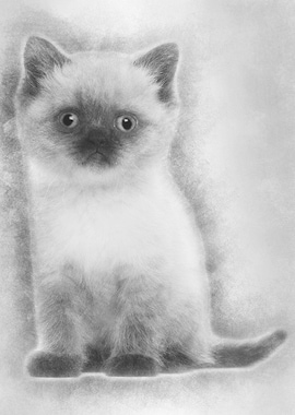 Portrait of British Shorth