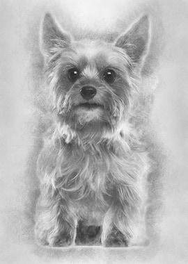 Yorkshire Terrier 9 years