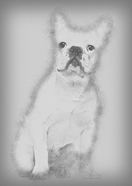 French Bulldog 7 months ol