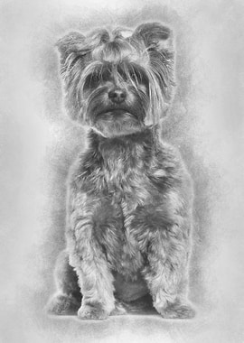 Yorkshire Terrier sitting