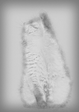 Fat British Shorthair 25