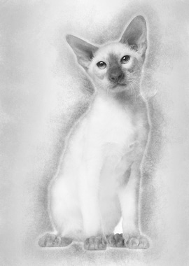 Siamese kitten 5 months ol