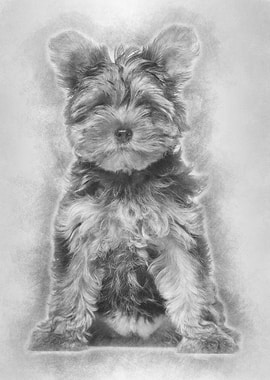 Yorkshire Terrier puppy 3