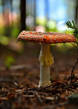 Amanita Muscaria