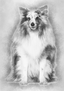 Sheltie sitting against wh
