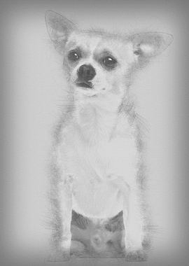 Chihuahua 2 years old sitt