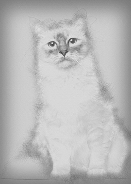 Birman cat 9 months old si