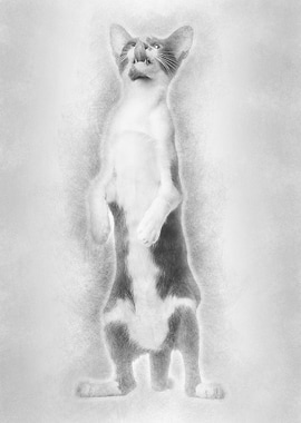 Oriental Shorthair standin