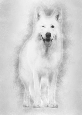 Swiss Shepherd dog 5 years