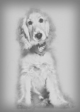 Cocker Spaniel dog 6 mont