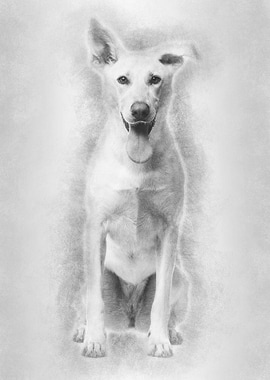 Portrait of Crossbreed dog