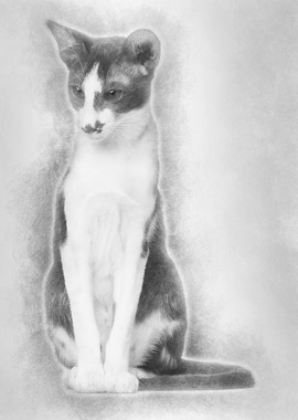 Oriental Shorthair sitting