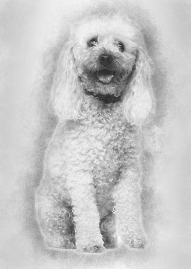 Poodle 13 years old sittin