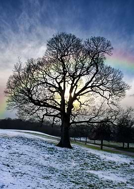 Winter Sun And Raindbow