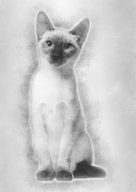 Thai kitten 5 months old s