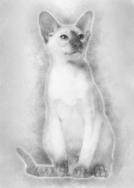 Siamese kitten 5 months ol