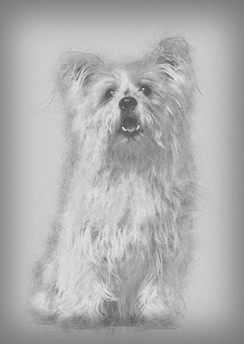 Cross breed 8 years old si