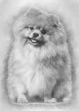 Spitz dog sitting against