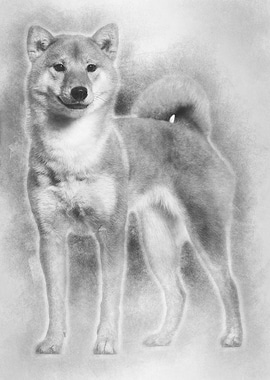 Shiba Inu standing against