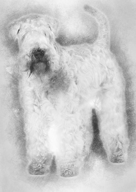 SoftCoated Wheaten Terrie