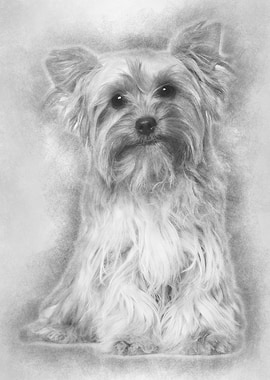 Yorkshire Terrier sitting