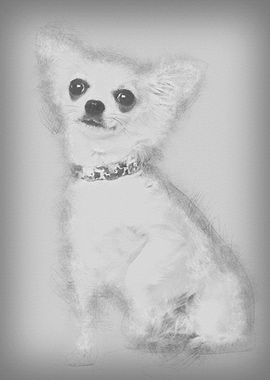 Chihuahua 3 years old sitt