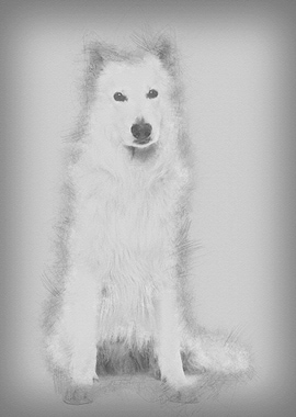 Berger Blanc Suisse 5 year