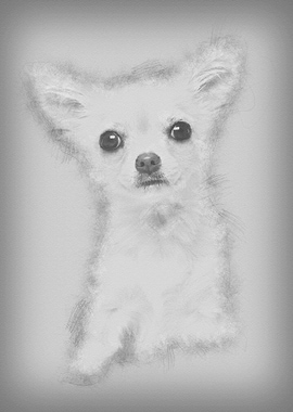Chihuahua 4 months old loo