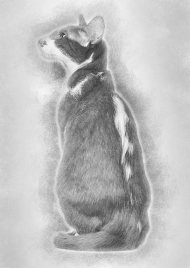 Rear view of an Oriental S