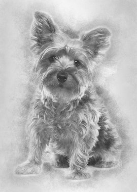 Yorkshire Terrier 25 year