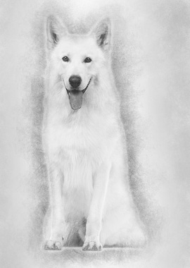 Swiss Shepherd dog 5 years