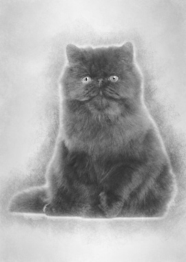 Portrait of Persian cat 7