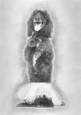 Poodle 5 years old standin