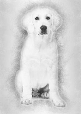 Polish Tatra Sheepdog sitt