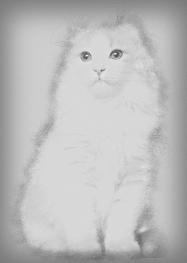 American Curl kitten 3 mon