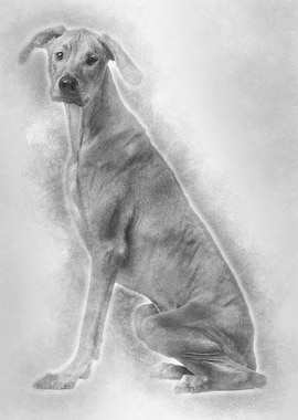 Rhodesian Ridgeback sittin