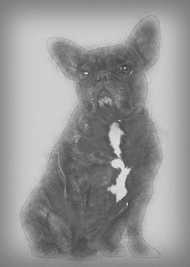 French Bulldog sitting aga