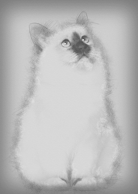 Birman kitten 4 months old