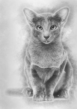 Oriental Shorthair portrai